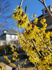 Hamamelis × intermedia