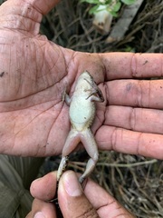 Leptodactylus fuscus