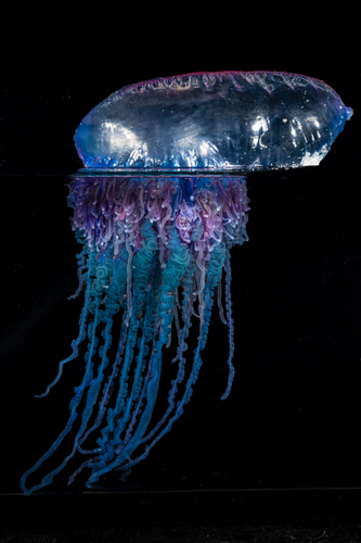 Portuguese Man O' War