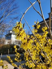 Hamamelis × intermedia