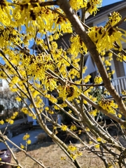 Hamamelis × intermedia