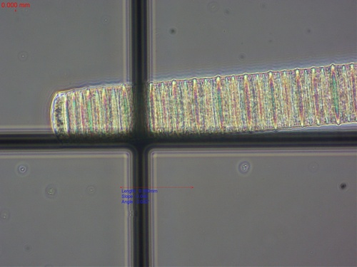 Oscillatoria princeps observed 2026-03-19