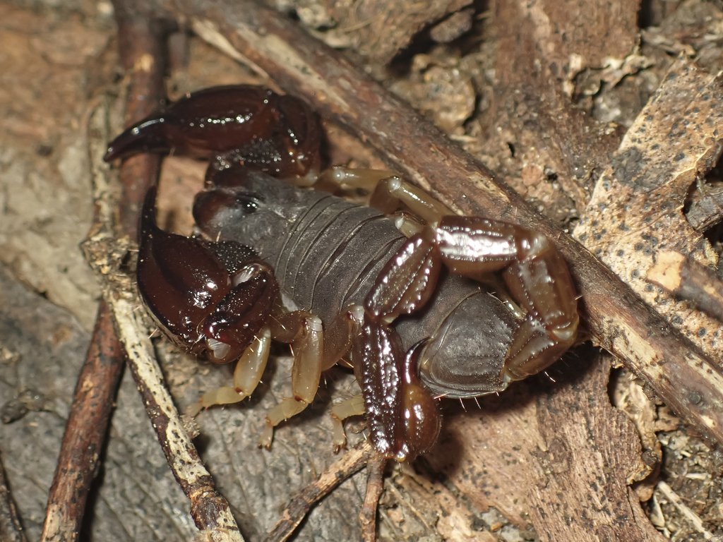 black rock scorpion from Belair SA 5052, Australia on March 12, 2026 at ...