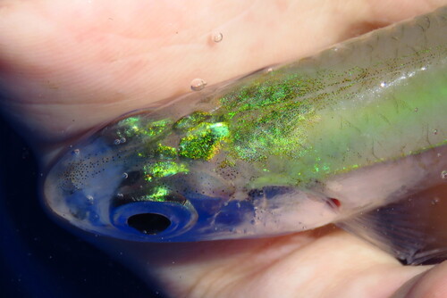 Broad-striped anchovy (Anchoa hepsetus) — Engraulidae — 3