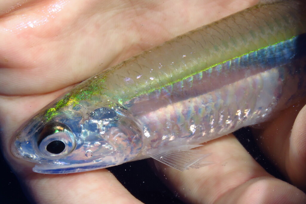 Broad-Striped Anchovy