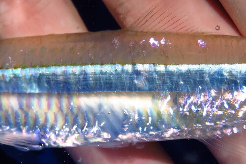 Broad-striped anchovy (Anchoa hepsetus) — Engraulidae