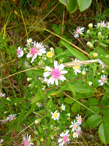 Calico Aster (Symphyotrichum lateriflorum)