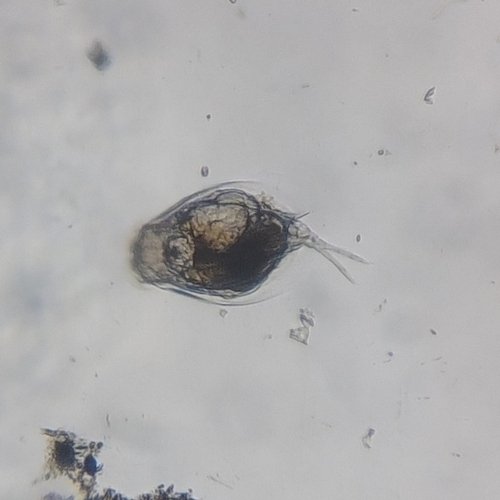 Euchlanis dilatata