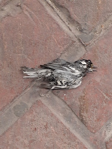 Black-throated Gray Warbler