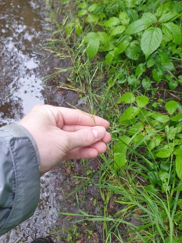 redtop (Agrostis gigantea)