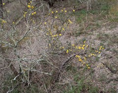 Vachellia schaffneri bravoensis