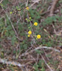 Vachellia schaffneri bravoensis