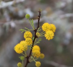 Vachellia schaffneri bravoensis