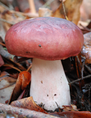 Russula queletii