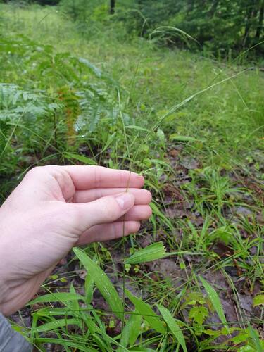 Northern Shorthusk (Brachyelytrum aristosum)