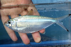 Atlantic Thread Herring photo 1