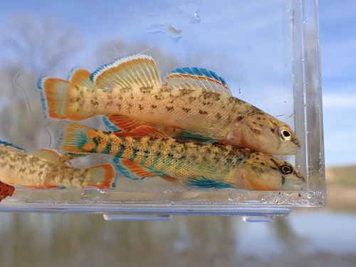 Orangebelly darter (Etheostoma radiosum) — Percidae