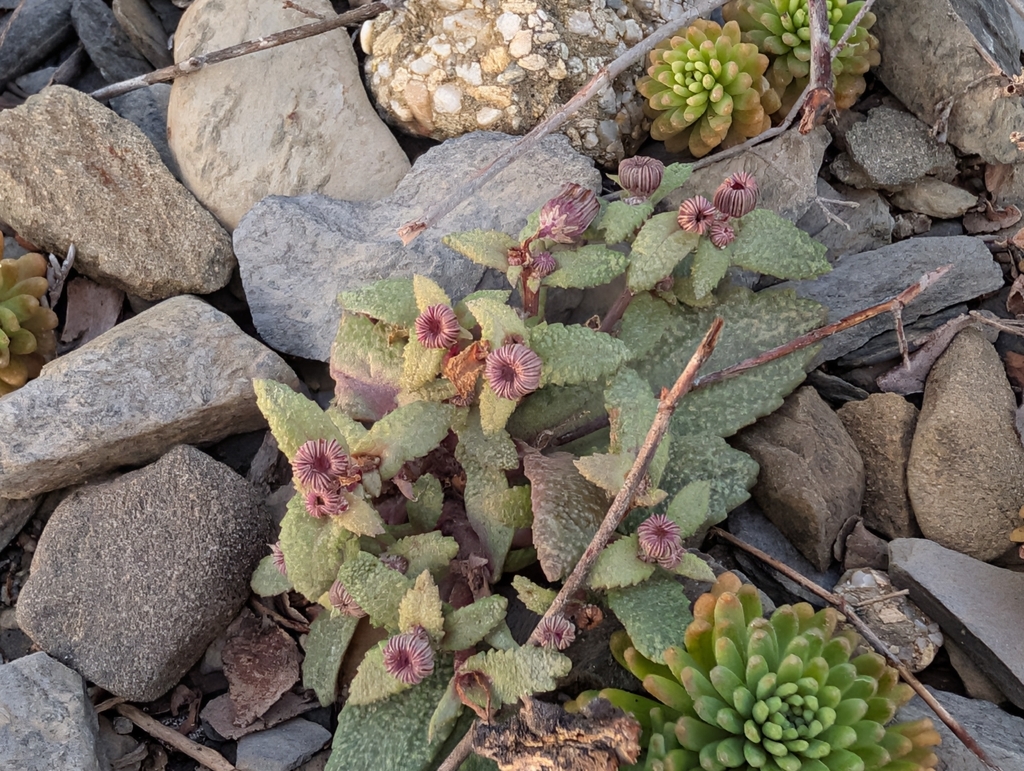 Senecio varicosus; photograph author not stated, no rights reserved