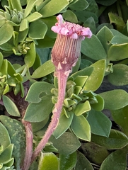 author not stated, no rights reserved Senecio varicosus, photograph author not stated, no rights reserved