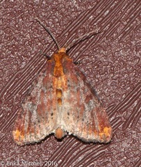 Achatodes zeae