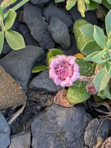 Senecio varicosus, photograph 5