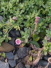 Senecio varicosus, photograph author not stated, no rights reserved