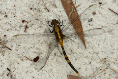 Orthetrum boumiera