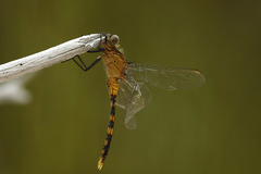 Orthetrum boumiera