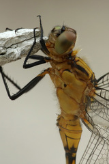 Orthetrum boumiera