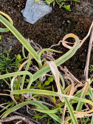 Allium commutatum (Allium commutatum)
