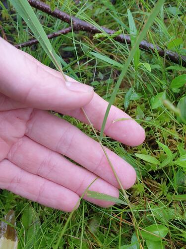 Rice Cutgrass (Leersia oryzoides)