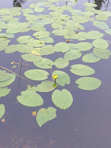 Variegated Yellow Pond-Lily (Nuphar variegata)