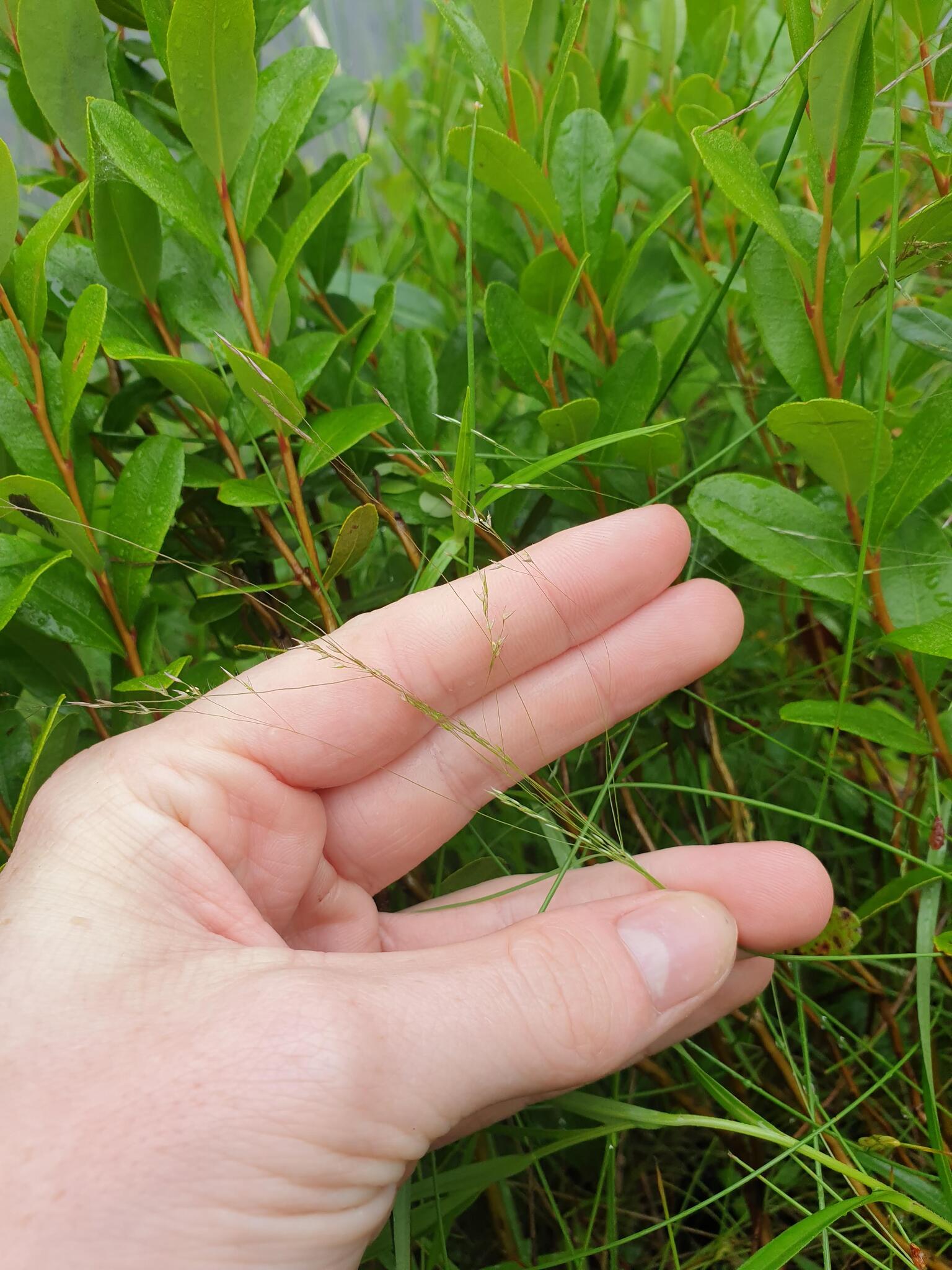 Rough Bentgrass (Agrostis scabra)