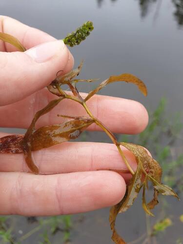 grass-leaved pondweed (Potamogeton gramineus)