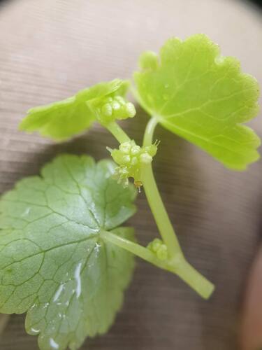 American Water-pennywort (Hydrocotyle americana)