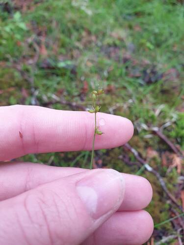 two-seeded sedge (Carex disperma)
