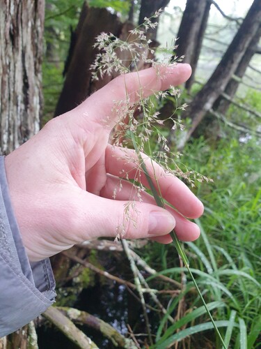 canadian bluejoint (Calamagrostis canadensis)