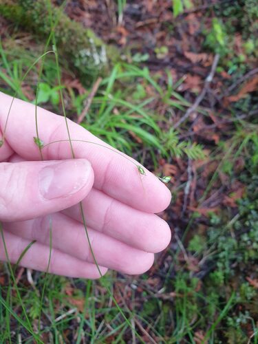 threeseeded sedge (Carex trisperma)