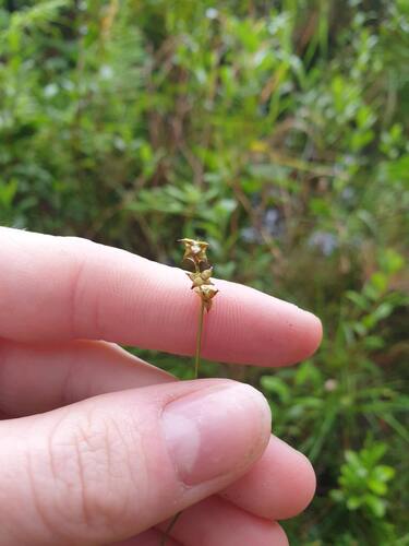 inland sedge (Carex interior)