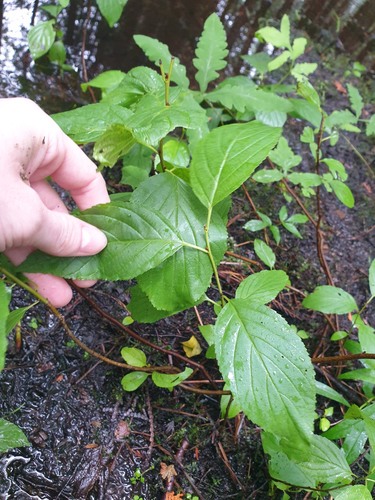 Alderleaf Buckthorn (Rhamnus alnifolia)