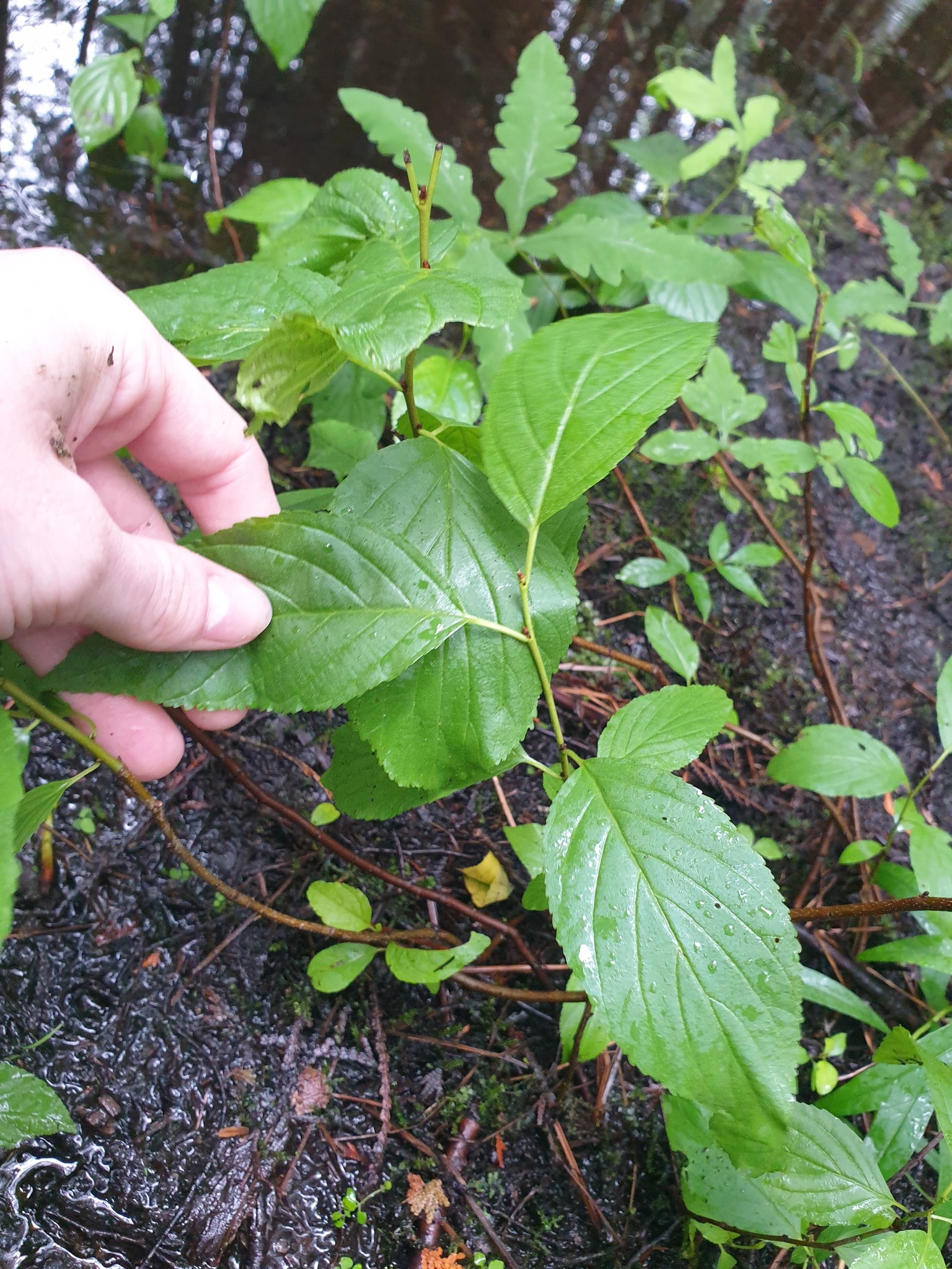 Alderleaf Buckthorn (Rhamnus alnifolia)