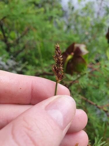 lesser tussock sedge (Carex diandra)