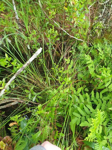 creeping sedge (Carex chordorrhiza)
