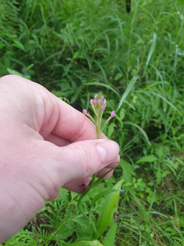 Lesser Purple Fringed Orchid (Platanthera psycodes)
