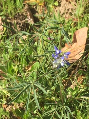 Lupinus benthamii