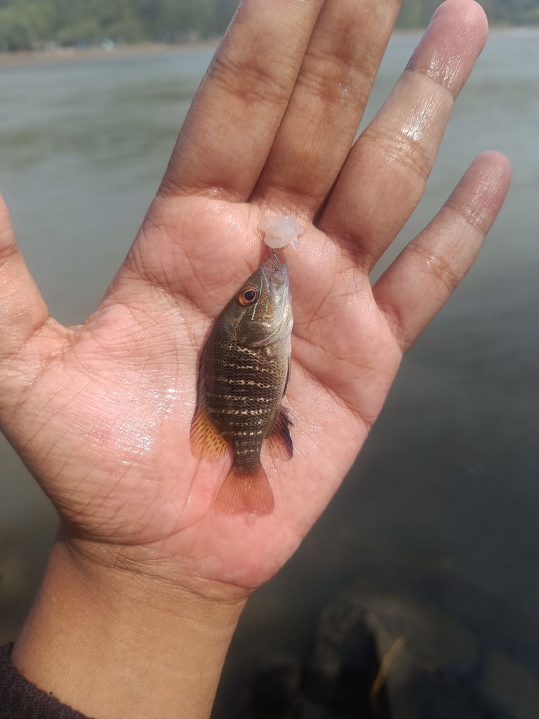 Creek Red Bream (Lutjanus argentimaculatus)