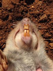 Geomys texensis
