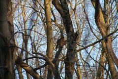 Buteo lineatus lineatus