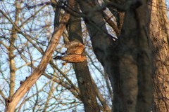 Buteo lineatus lineatus