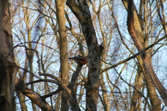 Buteo lineatus lineatus